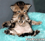 Tickittyboo's Avatar