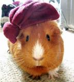 Rolando_The_Guinea pig's Avatar