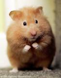 Oisky the Hamster's Avatar