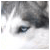 Antactodo's Avatar