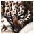 taitwrill's Avatar