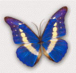 Papillon's Avatar
